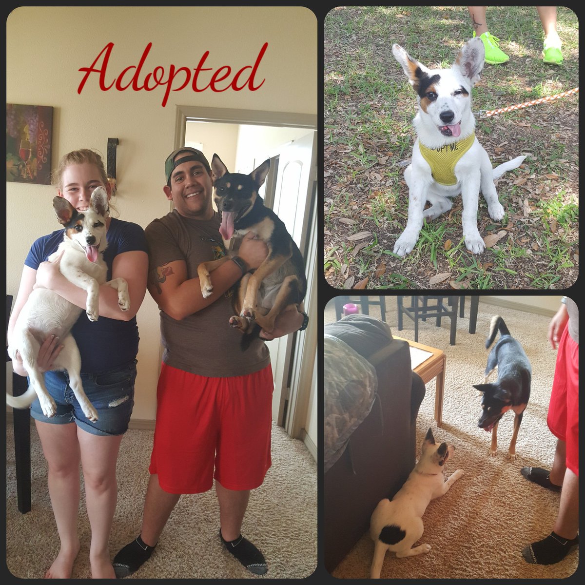 Look who got adopted... Our little Maybelline has a new name, Artemis, and a family all her own!