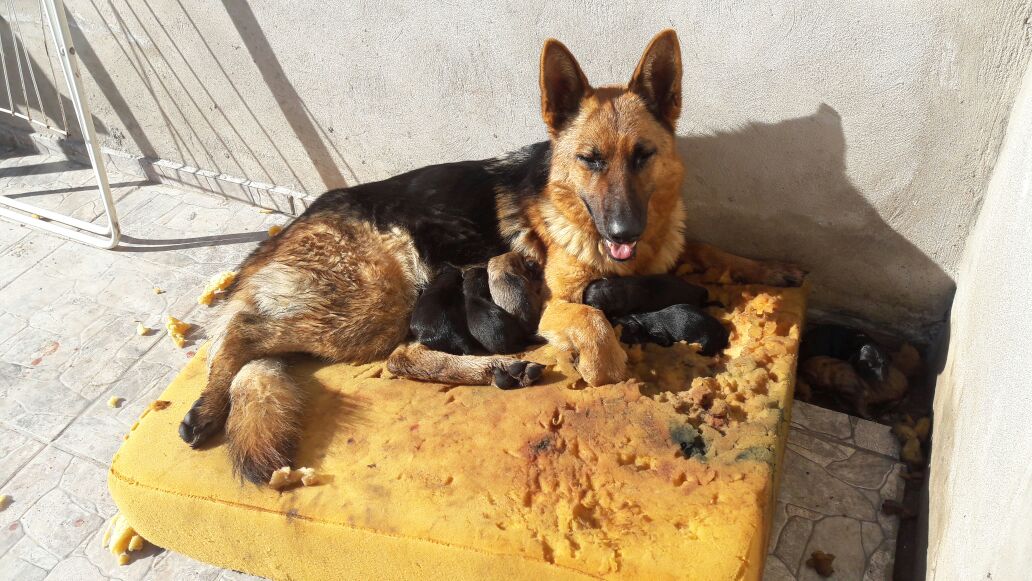 abisamburuaga's tweet photo. estos cachorros hermosos se dan en adopción,Nacieron ayer a los 45 días se los puede dar en adopción. Hablar al privado cualquier cosa! https://t.co/kUFSknw20k