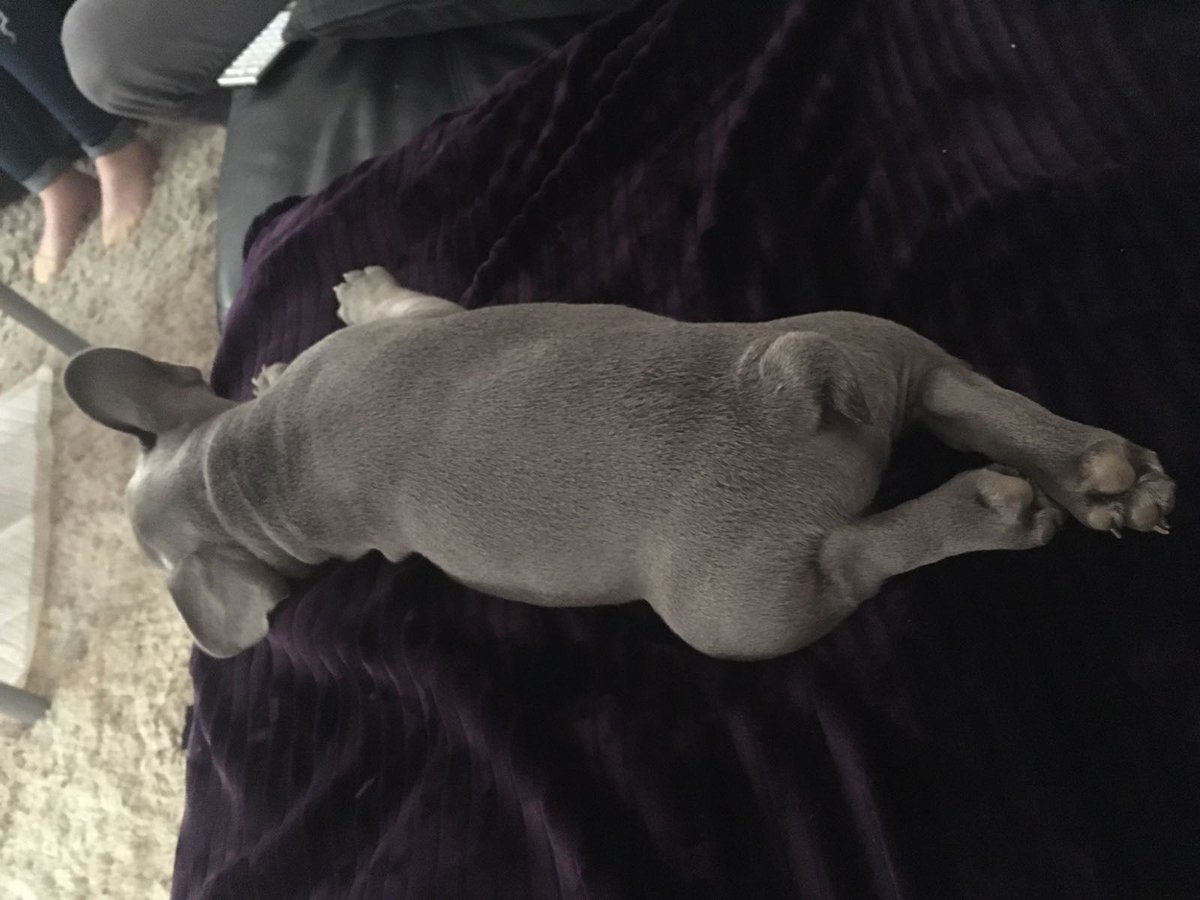miller_gaz's tweet photo. Dug is wiped out after his first day out @slcorbycc  watching the Sunday XI and making a new pal in Finley #dugslife https://t.co/w4nZ5fjGN4