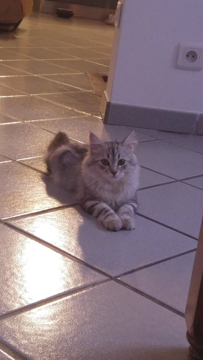 Aurorepolaires's tweet photo. Son collier se développe ❤  #Nikitathecat https://t.co/cBd1AiULO4