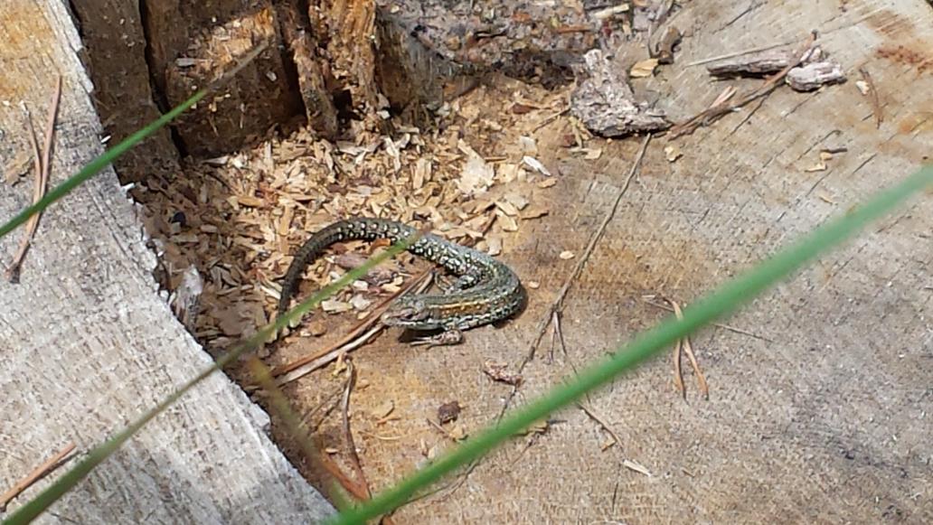 Vanmiddag een tussen-de-buien zonnende salamander (toch?) gespot bij de Oisterwijkse vennen, <a href="/BoswachterFrans/">Frans Kapteijns</a>