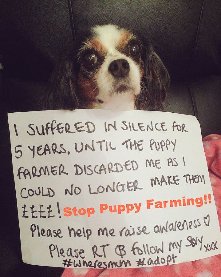 Lucy_Cavalier's tweet photo. Lucy may be gone but she will never, ever be forgotten #RIPLucy #stoppuppyfarming #adopt https://t.co/W5JxV8eIA0
