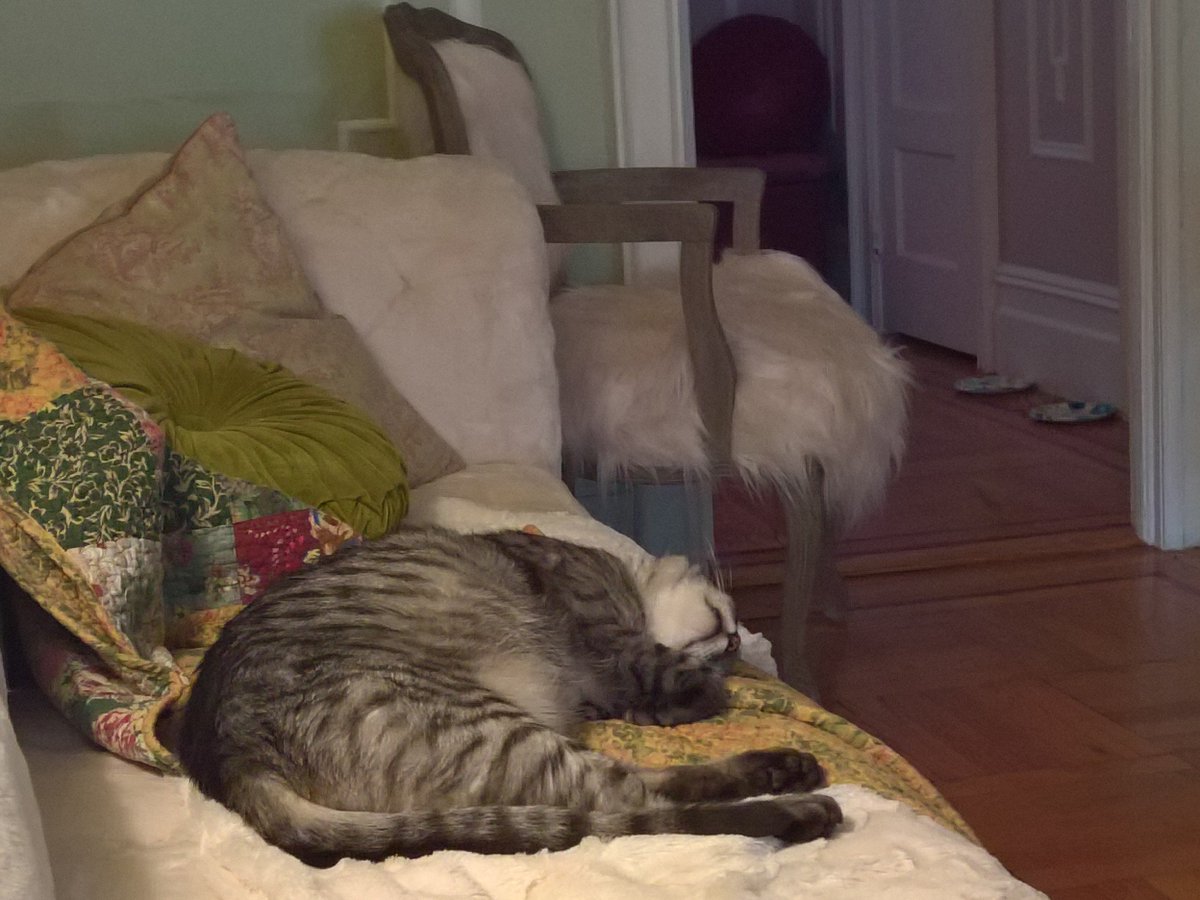 catpracticecats's tweet photo. If only the rest of us had it this easy... 🎀 #CatsOfTwitter #catstv #fluffy #cuteanimaltweetoff #catfluff #bellyfluff #nyccats https://t.co/QLIS3YtlSN