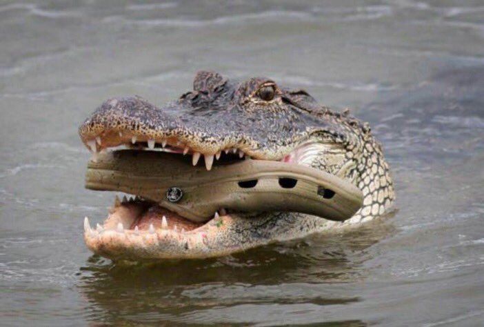 CauseWereGuys's tweet photo. Cannibalism is real, RT to spread awareness. https://t.co/UBKQpf63bU
