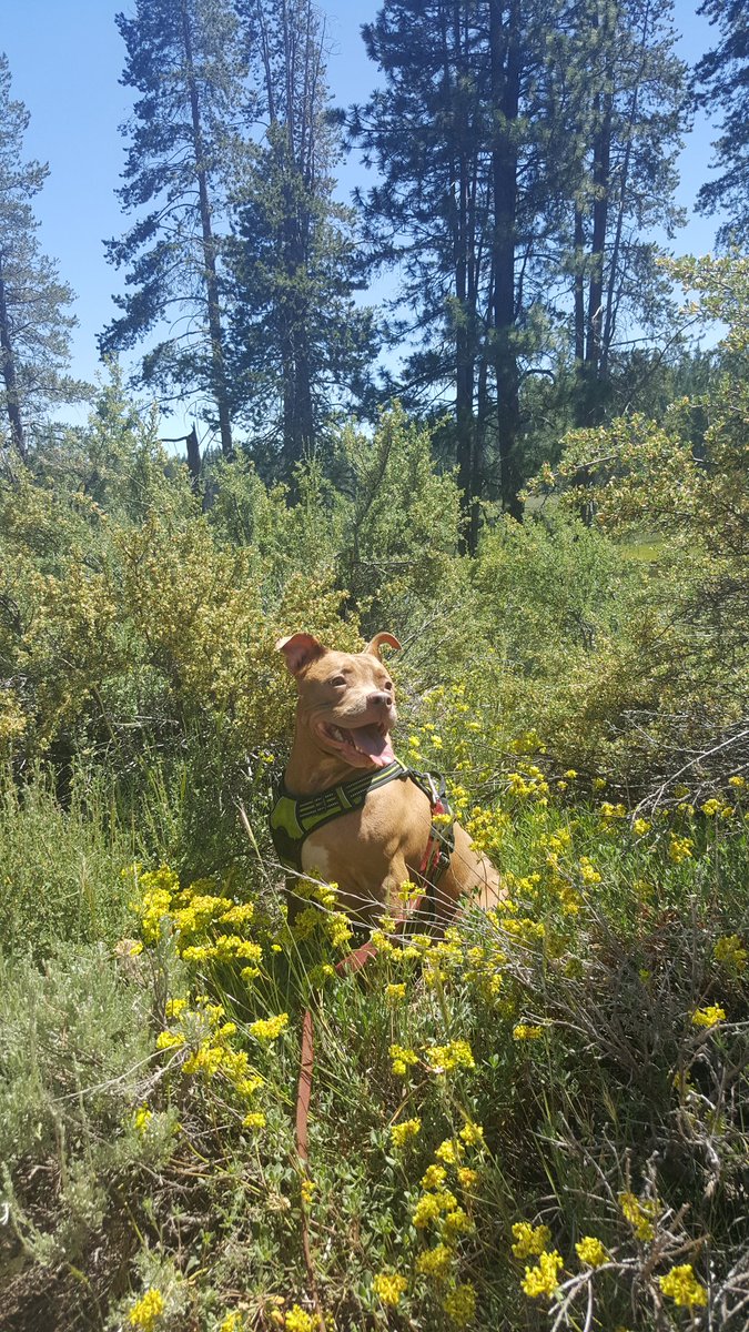 GratefulRedd_'s tweet photo. My little flower fairy! 🌻#pitbull #hiking #doglover #dogsoftwitter https://t.co/cQVRZhlexl