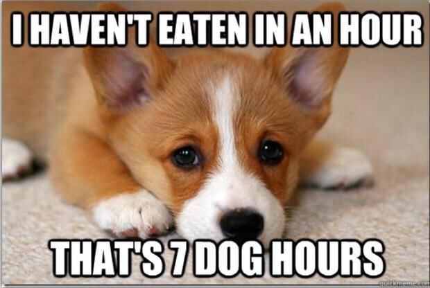 PipTheCollie's tweet photo. @barneytheflat  https://t.co/gWBLai6pzK