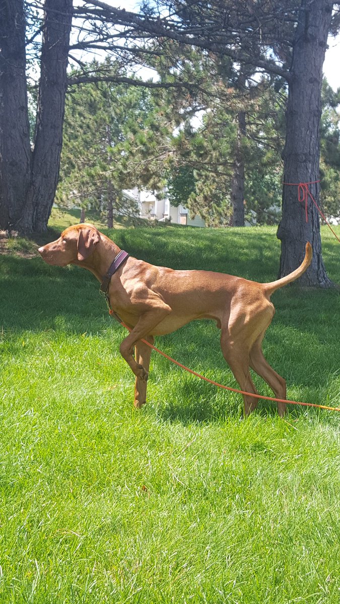 KekeBain's tweet photo. Working on his form. #HandsomeRoganBoy #viszla #pointer #hatersgonnahate #pointersgonnapoint https://t.co/p4WVzaBAuo