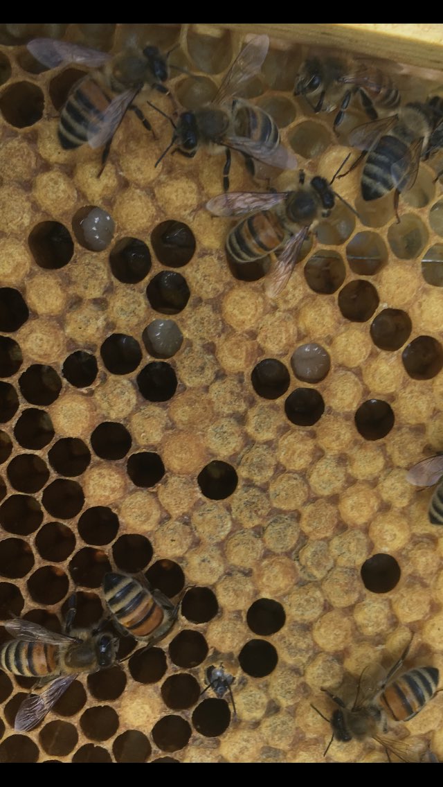 Jamie Osman tweet media