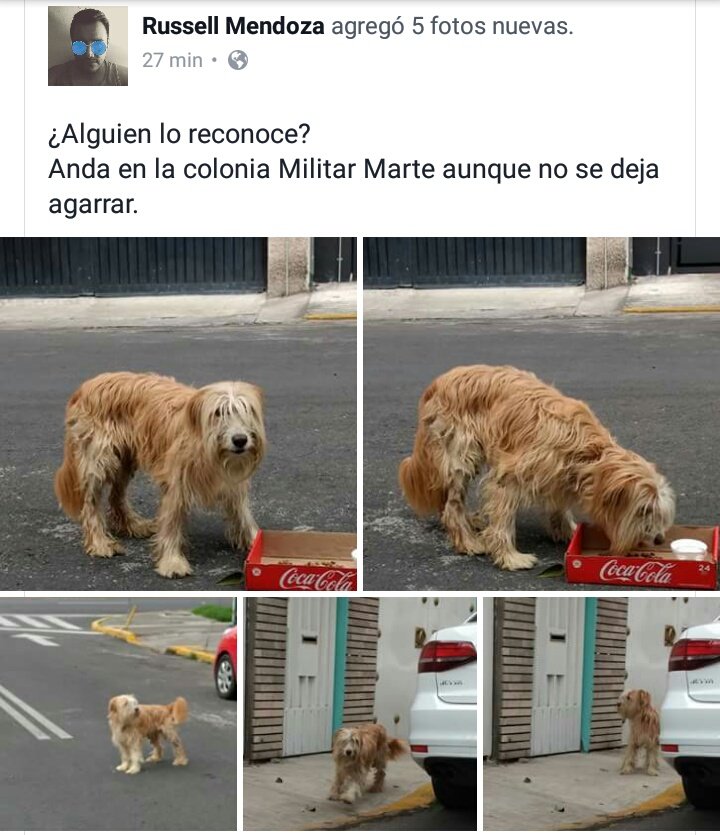 DanyRoomFut's tweet photo. Amigos de CDMX, zona sur.
Necesitamos su ayuda!! 💚🐶
 @PrrosPerdidosMX https://t.co/hFEY8nr60c