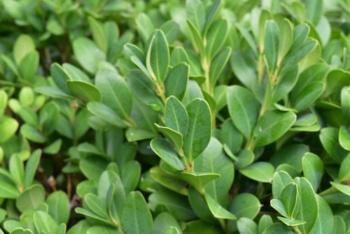 草木のこと Buxus Microphylla ツゲ科ツゲ属の常緑低木 昭和に造られた少し広い庭のある家なら庭木として植えられていることが珍しくない馴染みのある木だと思う 木目が細かく加工に適していることから工芸の世界では材として重用されてきた 古くは黄楊が