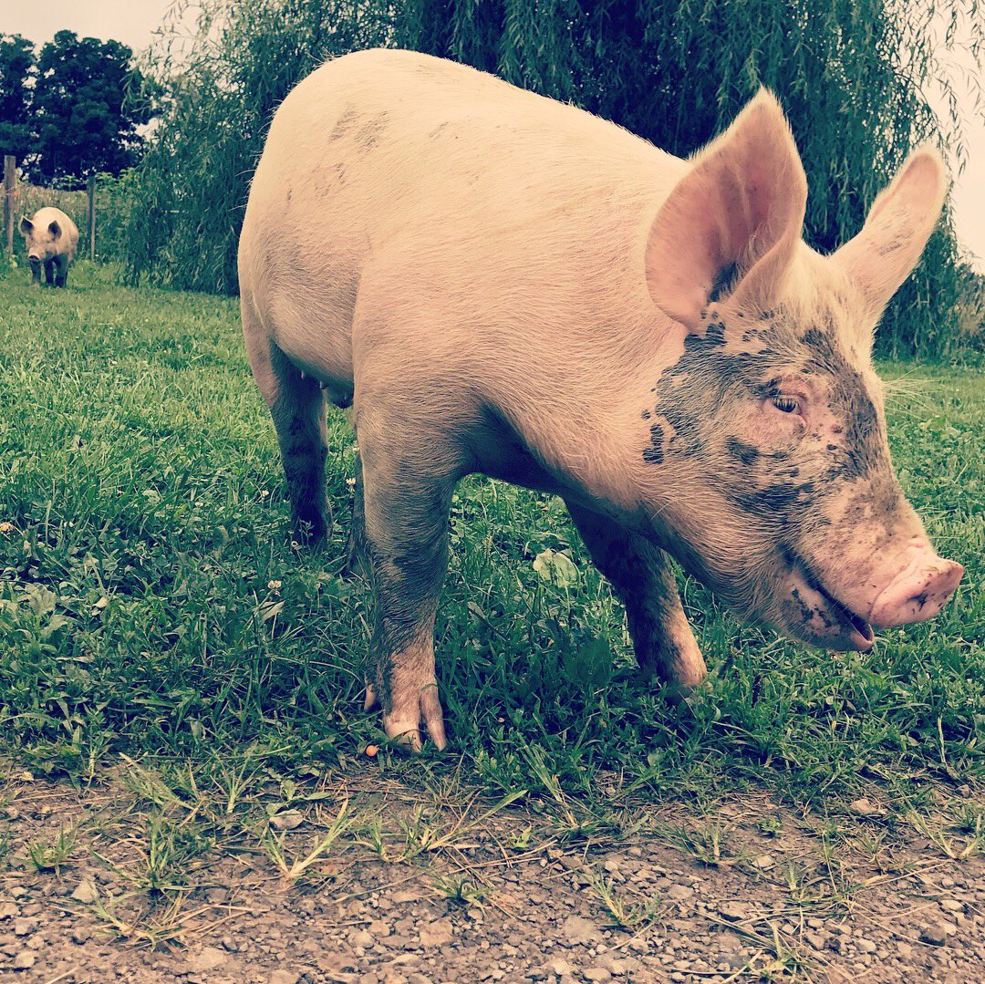 tabgreenvegan's tweet photo. Poncho &amp; Lefty are two more new residents at Sunrise Sanctuary! 🐷🐷 I met them today for the first time!! 💖 #pigsarefriendsnotfood #govegan https://t.co/h55kzKuyV6