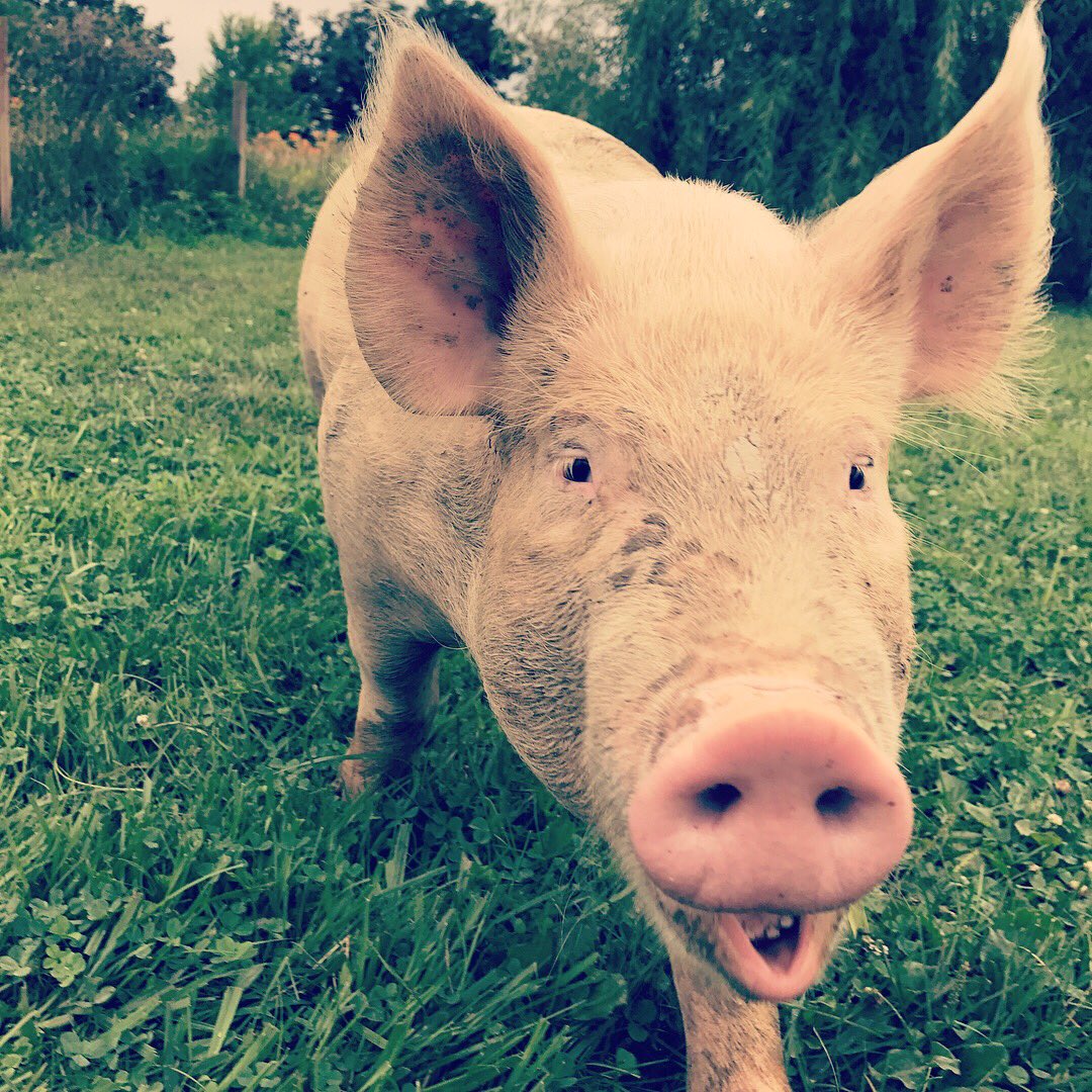 tabgreenvegan's tweet photo. Poncho &amp; Lefty are two more new residents at Sunrise Sanctuary! 🐷🐷 I met them today for the first time!! 💖 #pigsarefriendsnotfood #govegan https://t.co/h55kzKuyV6