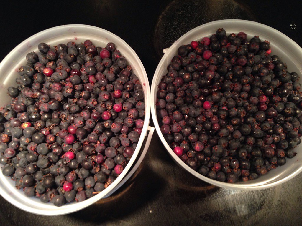 SagePMcIntosh's tweet photo. The picking is good at #prairieberry #saskatoons #saskatoonpie #saskatoonjam #yyc https://t.co/F02ESnDv7s