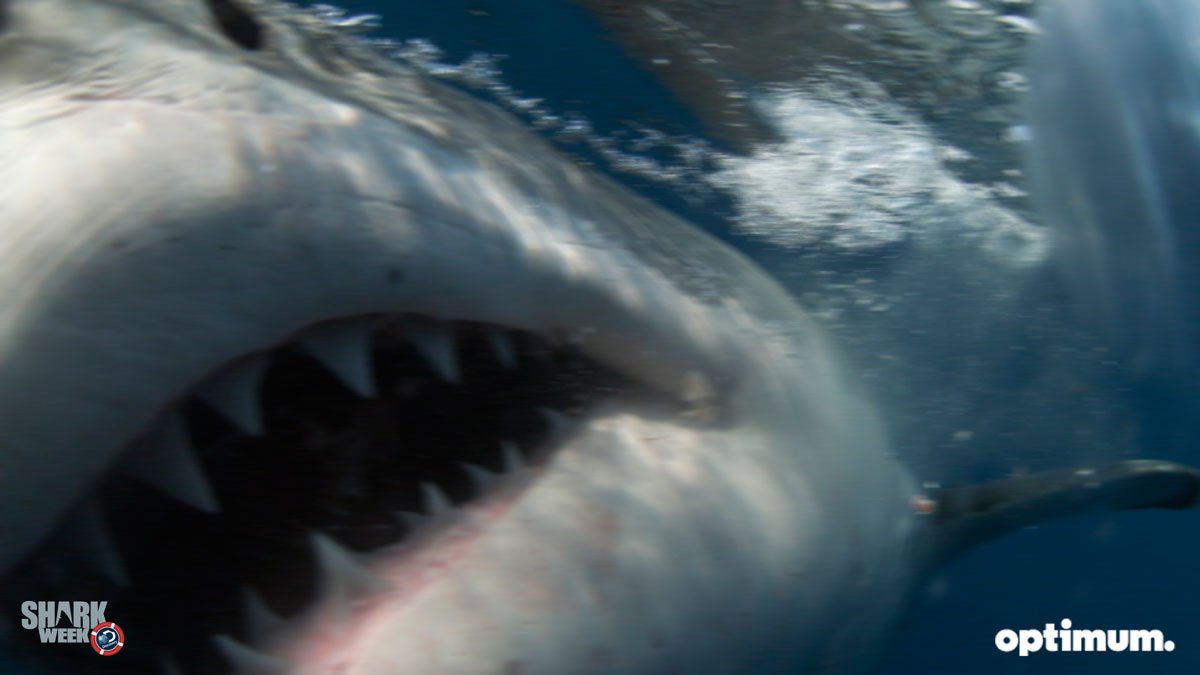 optimum's tweet photo. Still got the phone. Soooo... selfie time! 📸 Hard to take, fins are tiny. #FirstOceanProblems @SharkWeek 🙂🙃 https://t.co/ARtQOYoJ11