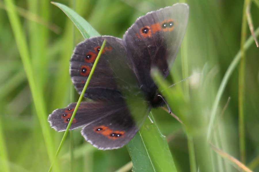 a great afternoon: small pearl-bordered and dark green fritillary, common blue, green-veined white and scotch argus... @RichardFoxBC