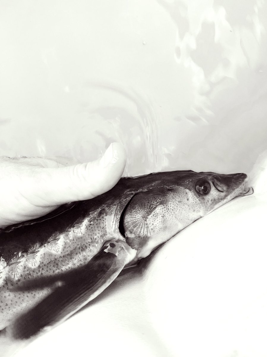 peterbrunner71's tweet photo. Had the pleasure of meeting a 245 Million Year Old Fish Species today - the Sturgeon! https://t.co/yKMFrNyVyg