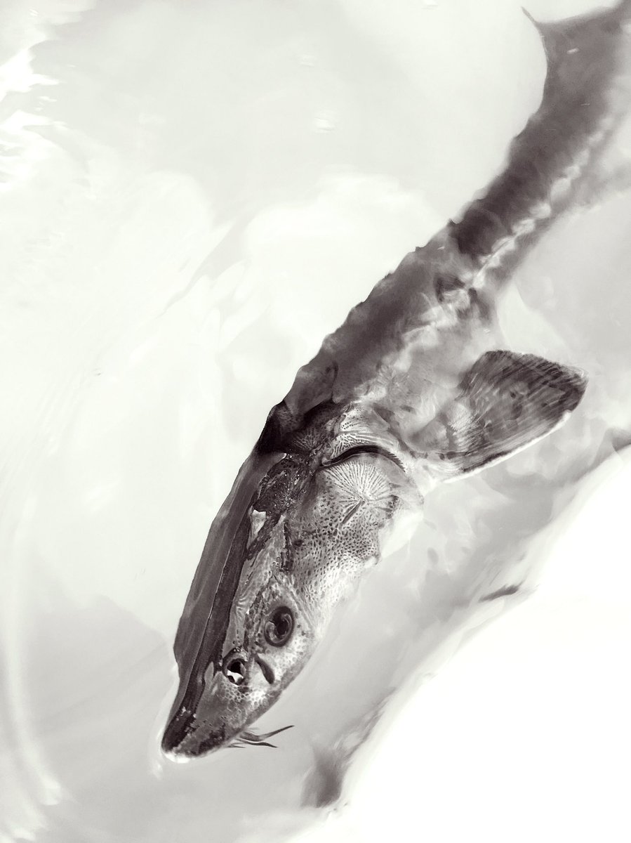 peterbrunner71's tweet photo. Had the pleasure of meeting a 245 Million Year Old Fish Species today - the Sturgeon! https://t.co/yKMFrNyVyg