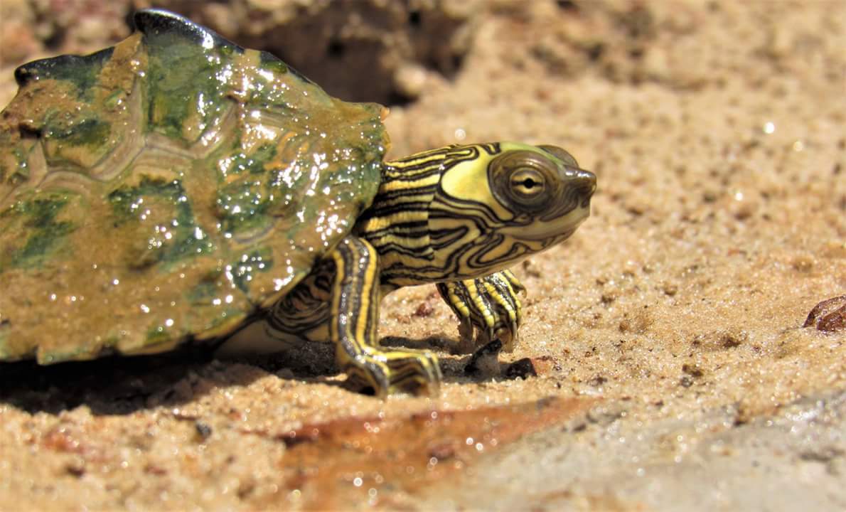 A_RazzBerry's tweet photo. Data crunching today, back in the field tomorrow. All in the name if #turts https://t.co/60ZqxMkfb7