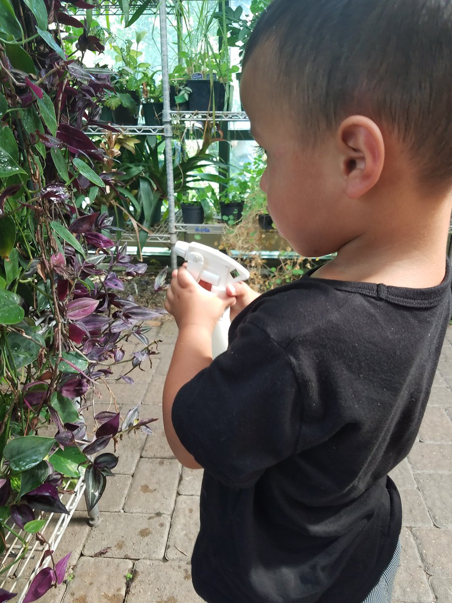 csilva52414's tweet photo. He calls this the purple wandering "juice" plant 😂atleast he got the name close to right. #littlescientist @NutmegSomething #bio120sum17 https://t.co/gbU1DaeS9T
