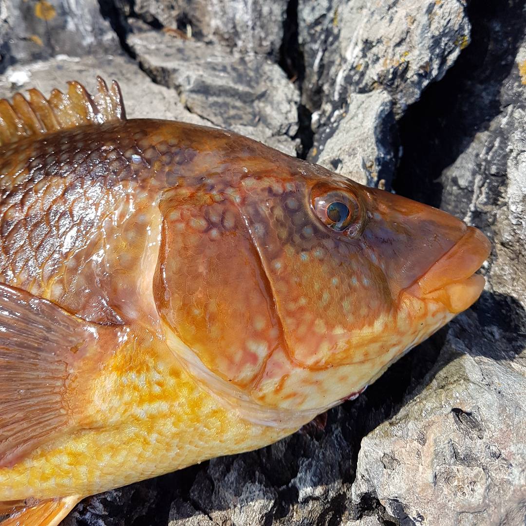 shanus73's tweet photo. Rock Pig bashing .The beutiful Ballan Wrasse .🎣🎣😁🦀🦀 https://t.co/KXigWmWxlK