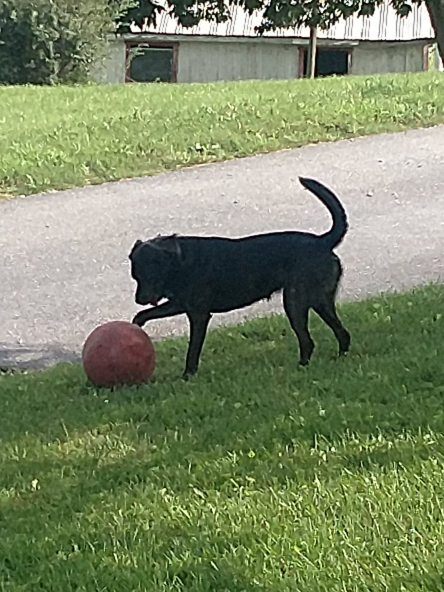 RachelShett's tweet image. Daisy gets the broken #jollyball when the #horses are done it.