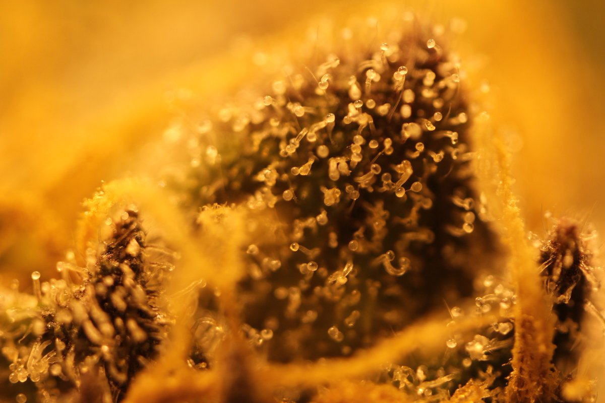 ElephantHarvest's tweet photo. #PurpleKush by: #ElephantHarvest new drop soon at #NewLeafWellness on @WeedMaps @Grizzly_Golden #NugStructure #Trichomes #Delivery https://t.co/sPFkarzBIr
