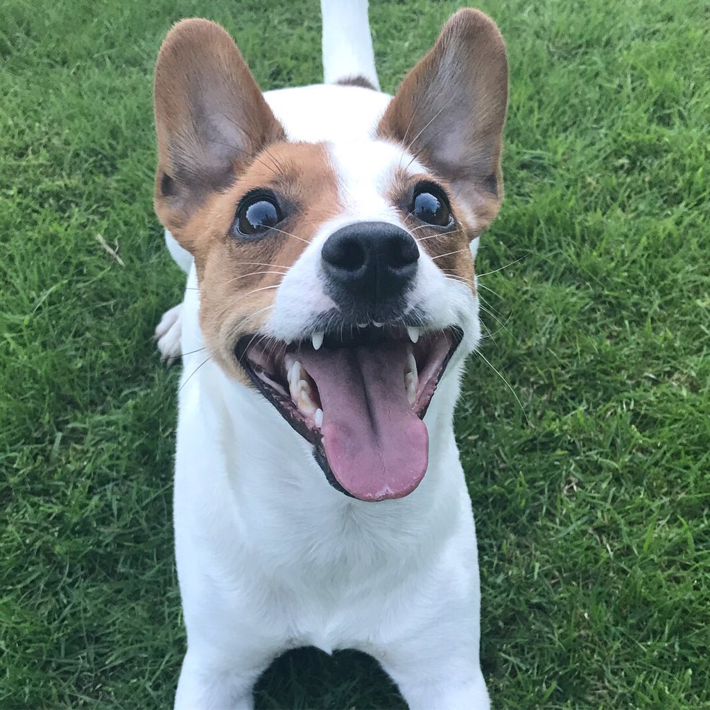 ClaireJ_Morris's tweet photo. @beccieions @PetsofGMBYM We're happy about this!! https://t.co/MY5hXmnQws