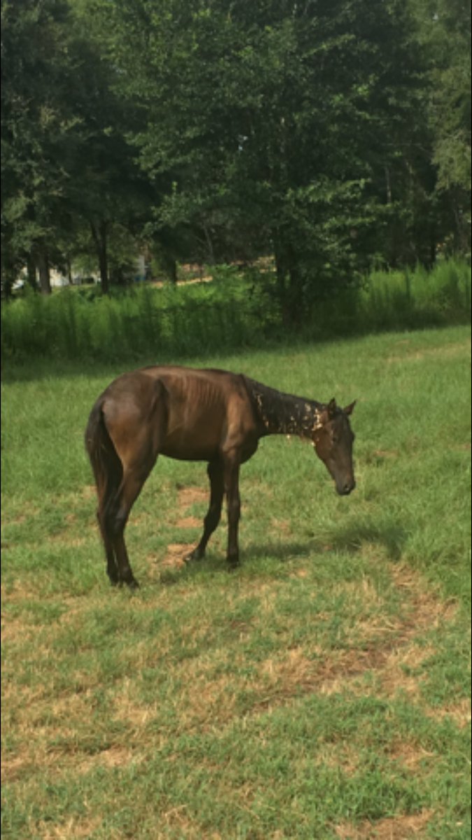 Our little colt is enjoying a little Sunday stroll through the woods tonight 😊💕 He's ready for his journey! @ihmeyers <a href="/GloriousAllianc/">Glorious Alliance</a>