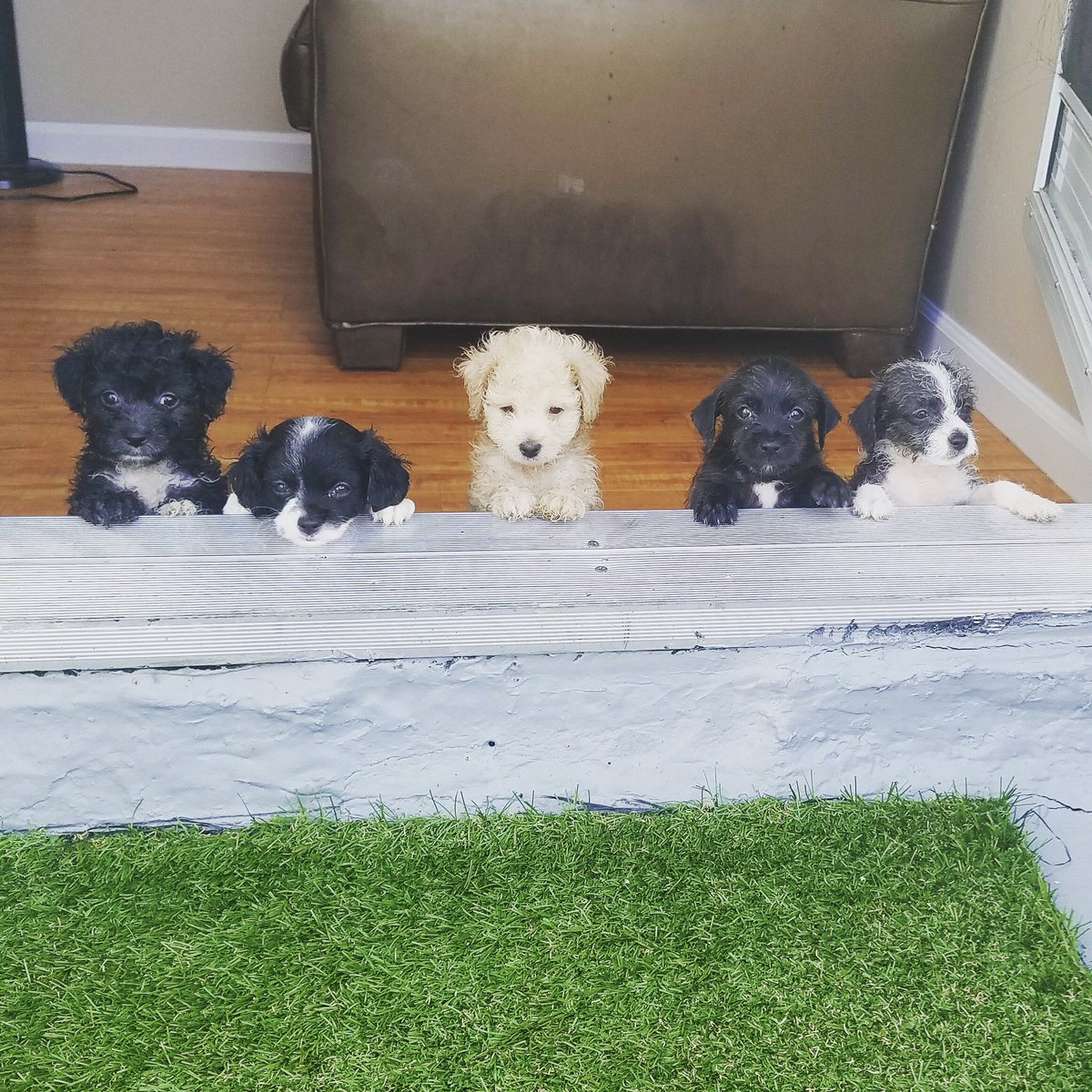 LisaVanderpump's tweet photo. Just waiting for you to come get me @VanderpumpDogs #rescuedogs https://t.co/E4NNCYptt5