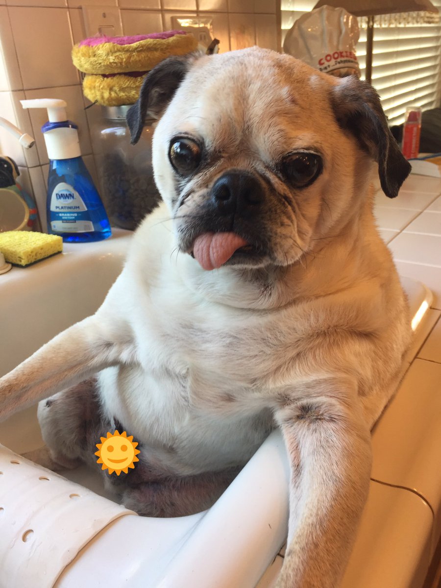 LoulouHoltz's tweet photo. Nothing to see here except a pug in tub. #idoloveabath #puginatub #barkcitysummer https://t.co/iduJWly9zd