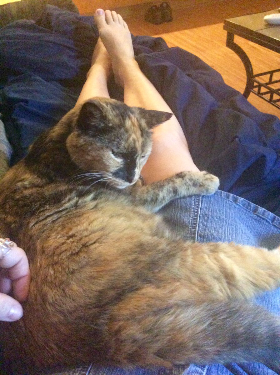ScorpioLisaM's tweet photo. Watching Game Of Thrones, with Snickers. #watchinggameofthrones #SnickersTheFat  #catonlap https://t.co/uzYu0PPdtH