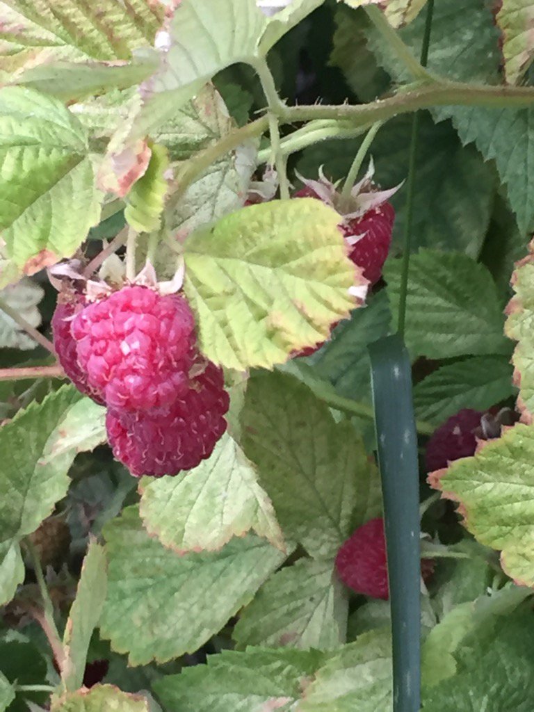 RKHCA's tweet photo. Raspberries &amp; Saskatoons roping for picking along west wall of Skate Shack https://t.co/PIgV0DDUIg