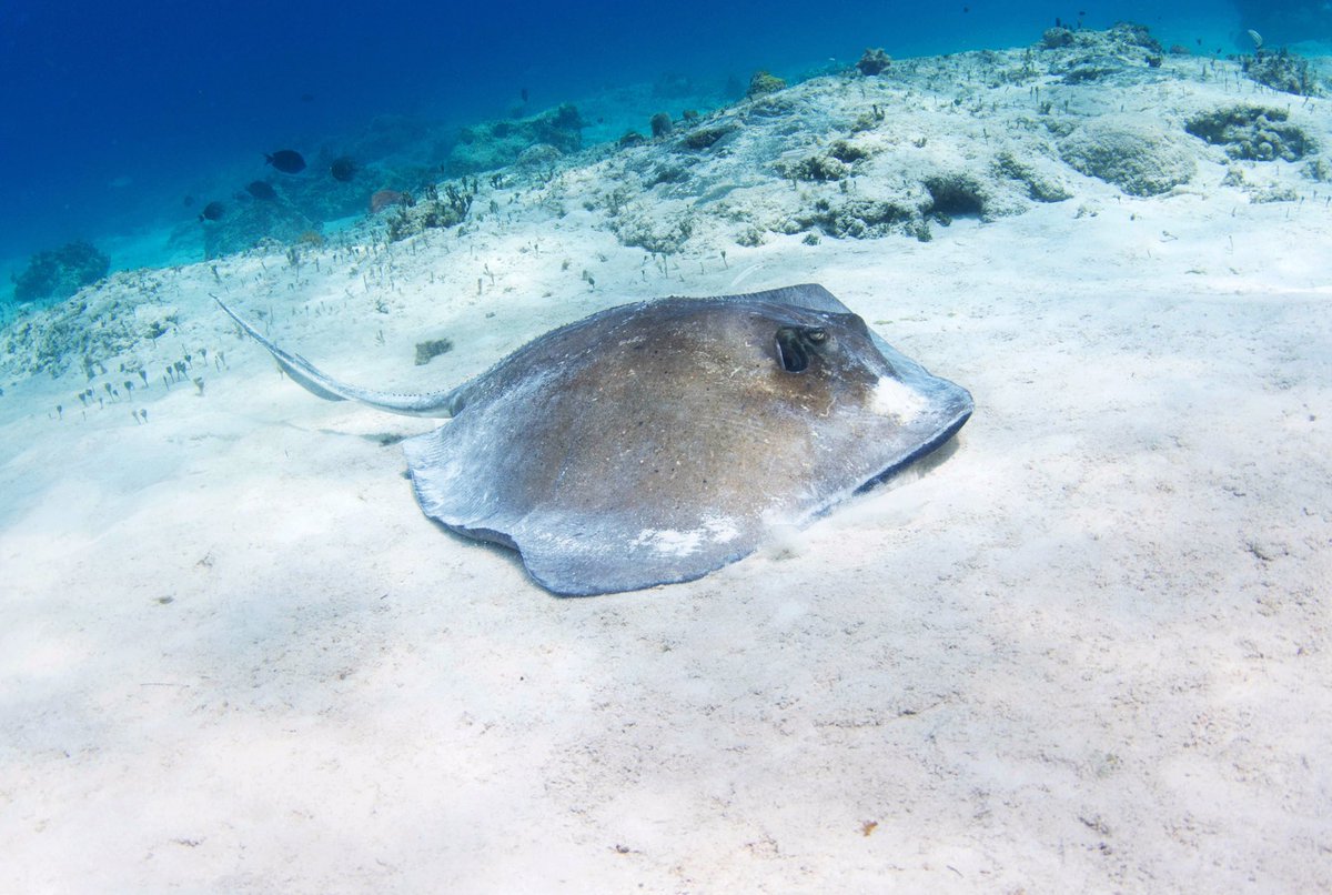SharkFishnJourn's tweet photo. SharkWeek: Closer look at the southern stingray! #Sharkweek #HammerheadInvasion
- SharksNeedLove https://t.co/knRv20Wi1c