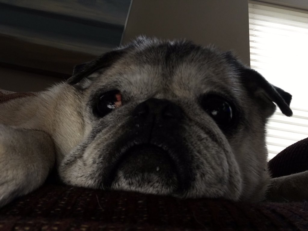 Kara_The_Pug_'s tweet photo. @tntdexter I had da bestest time ever at #pugprom2017 wit da most beautiful pug in da world Bella @tntdexter โค๏ธ๐โค๏ธI'll dream of her til I see her again https://t.co/MUylfS6WO3
