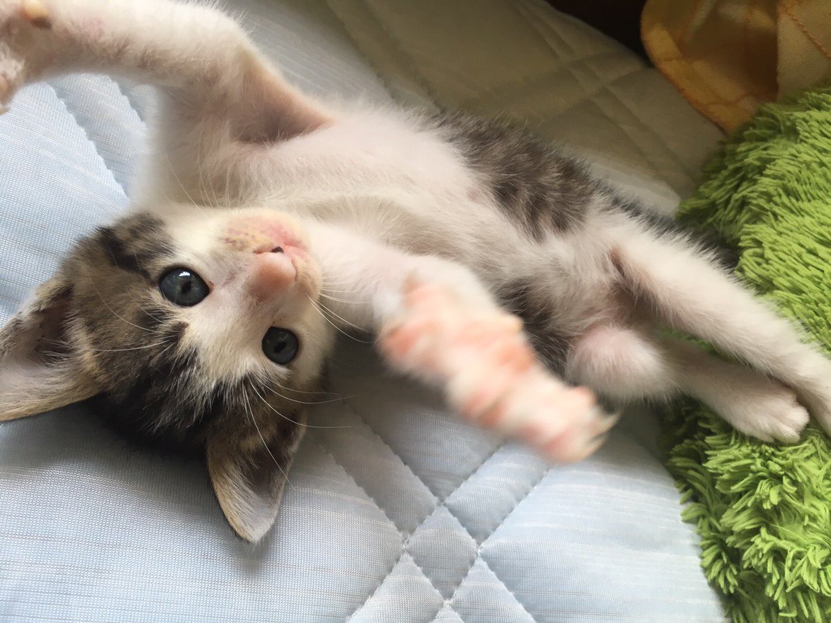 mmm2cC1's tweet photo. 新しい猫がうちに仲間入りしました。可愛い☺️みなさんお家に見に、遊びに来てね https://t.co/CBg1UFJy5C