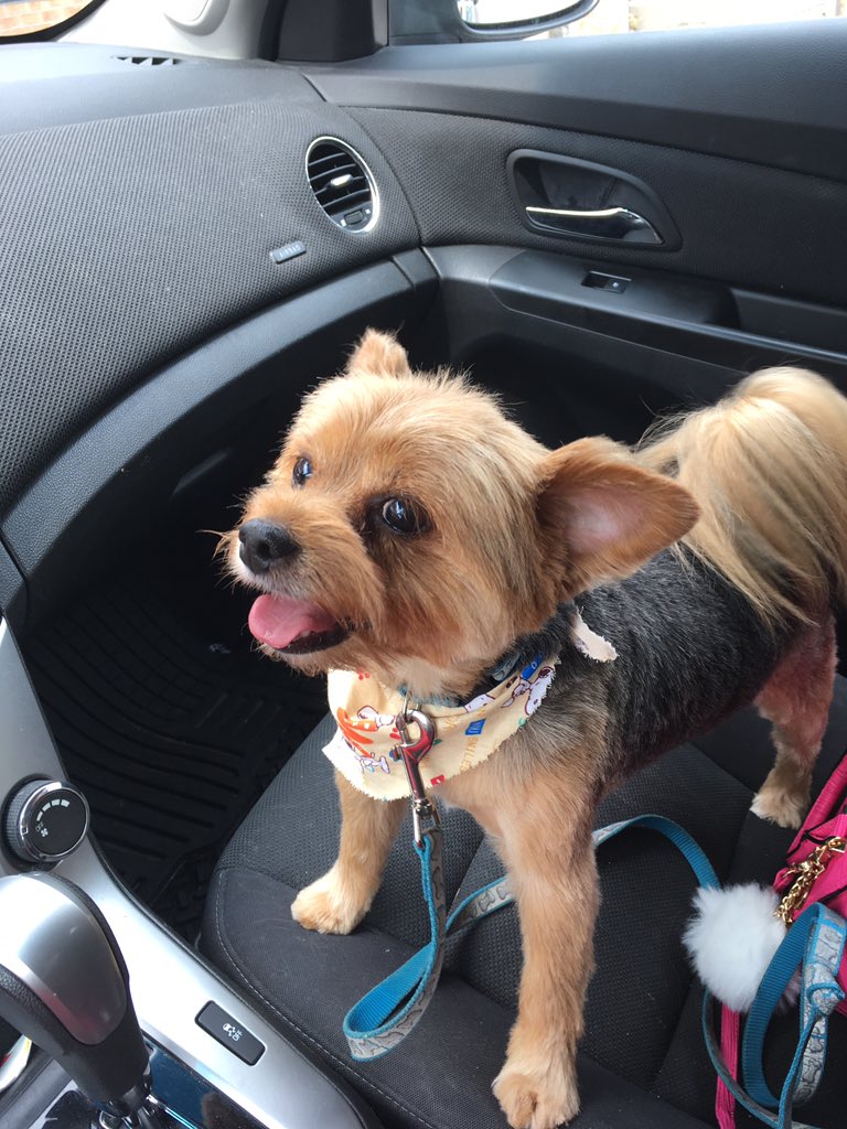 skatermom67's tweet photo. @Ptbo_Canada Handsome jake https://t.co/BcZPkA7mtC