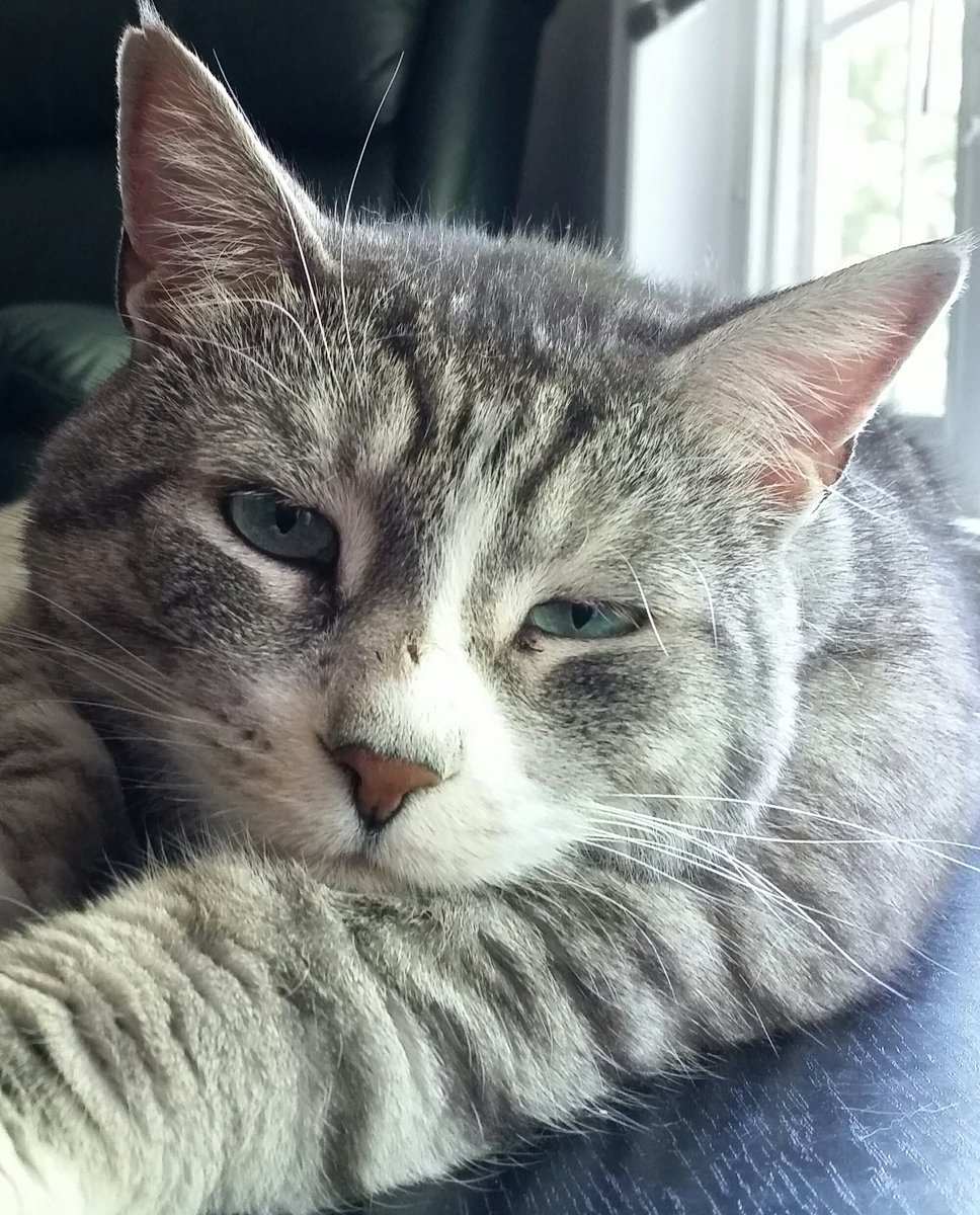 ThatsAWrapCa's tweet photo. @Ptbo_Canada #PetsofPtbo Romeo XO https://t.co/5WJyYpXDk5