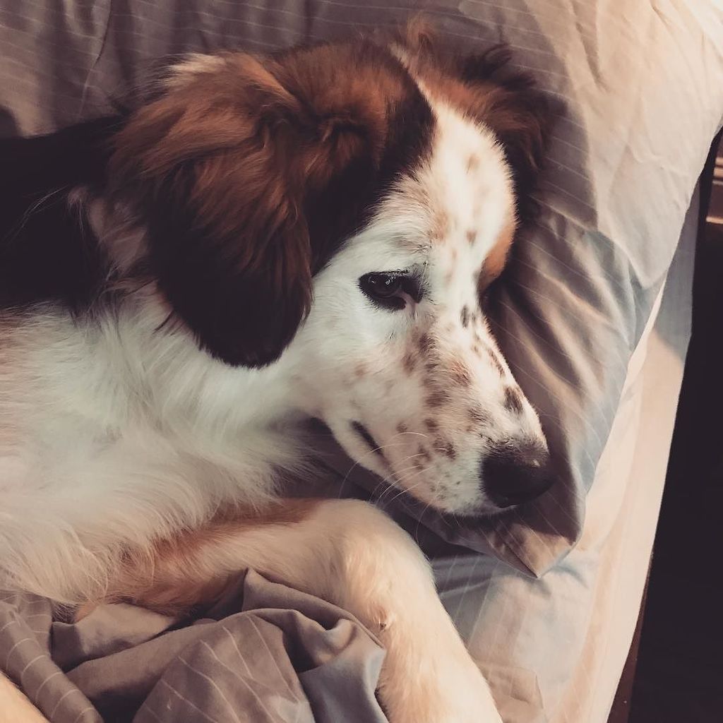 zanymomintx's tweet photo. Mom's bed, check, a pillow, check. It's a Ruff life. #meetizzy #deafdog #deafdogsofinstagram #bordercollie #border… https://t.co/lusY3vW3fi https://t.co/nvOcRmQ0dF