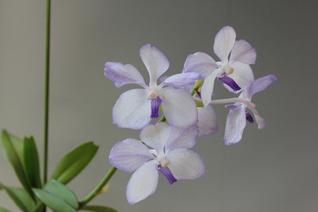 chikaoka1's tweet photo. Vanda.coerulea'Himarayan Blue',now blooming in my GH. https://t.co/LeV7UzIEYu