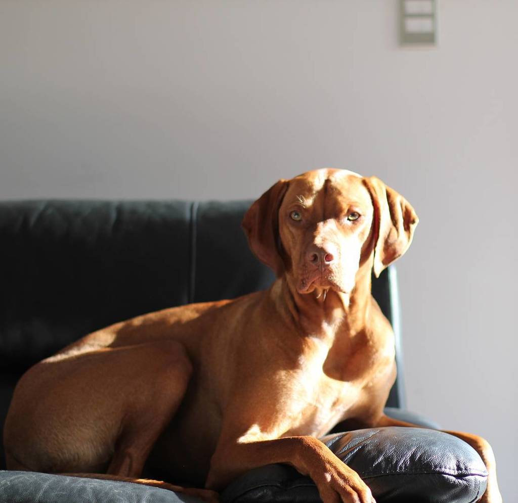 ollie_vizsla's tweet photo. A very serious situation. #importantdog https://t.co/tz8yKJtr2N https://t.co/gYs7UBknOx