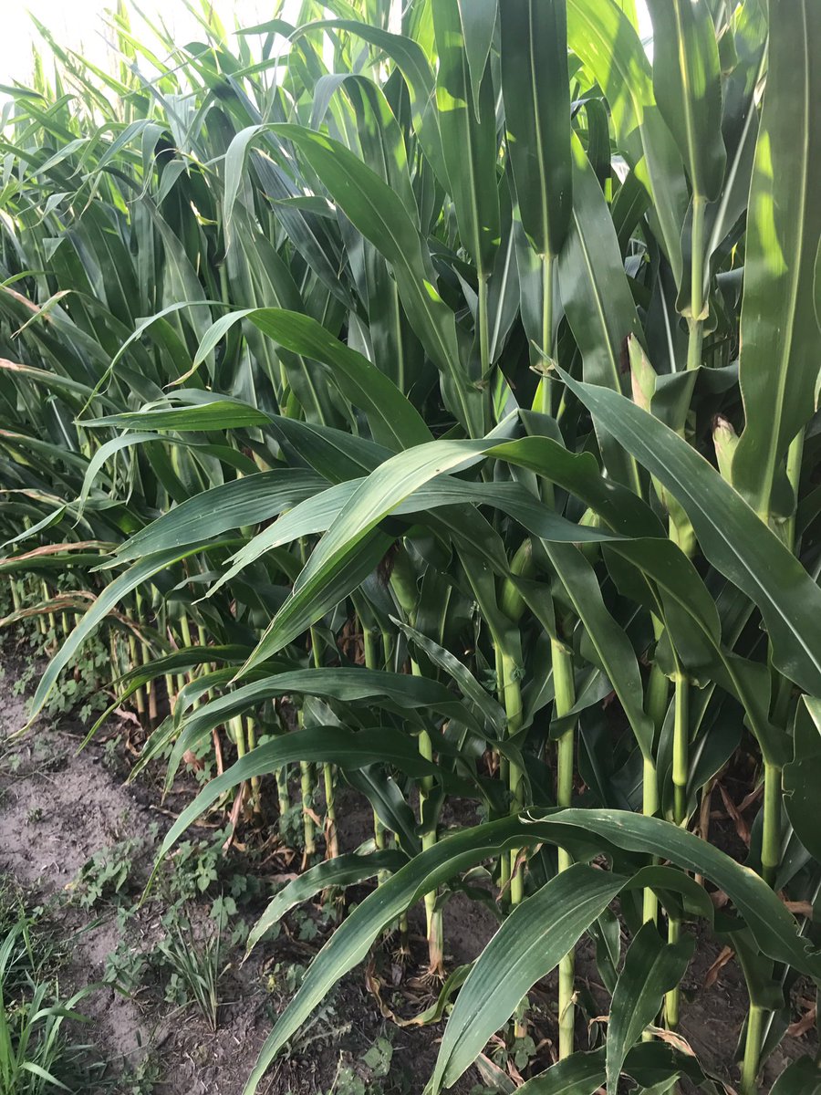 Andrew Paluska tweet media