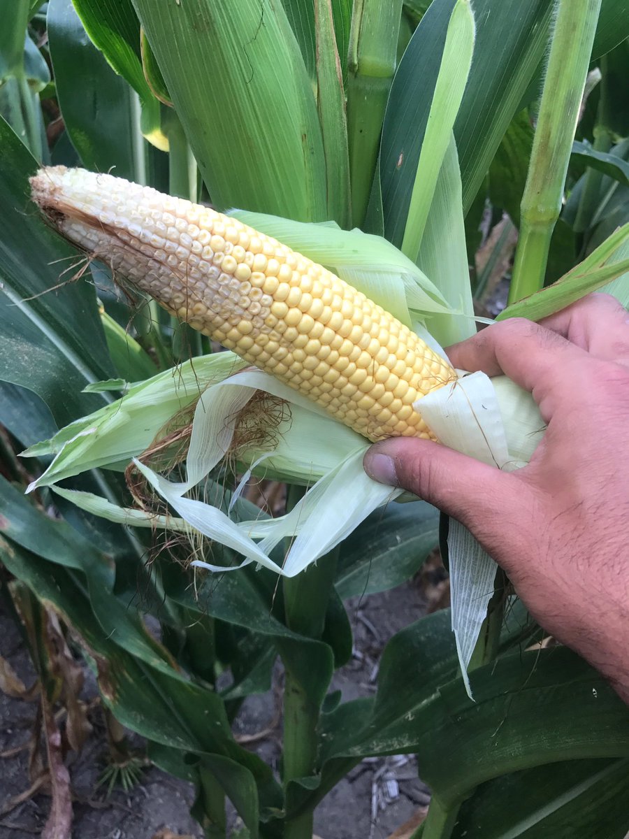 Andrew Paluska tweet media