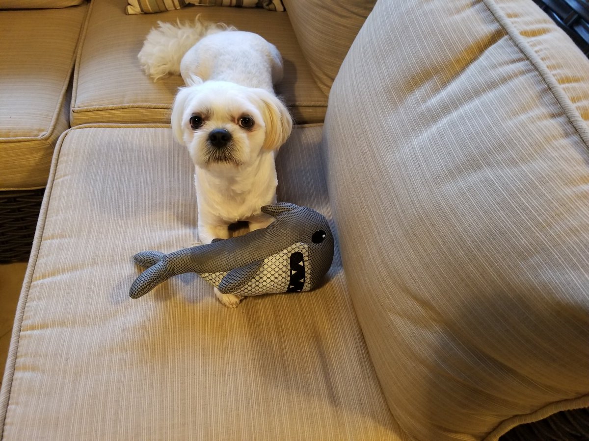 Simbarrito's tweet photo. It's here again 🤗 #SharkWeek2017 #SharkWeek #dogs @SharkWeek @Discovery https://t.co/4hoBHB6rBs