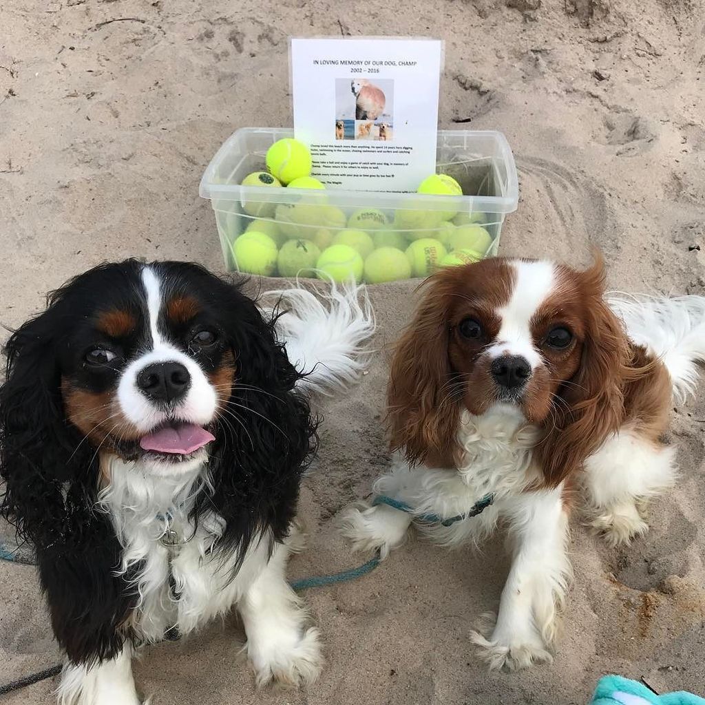 DrCindyBressler's tweet photo. What a beautiful tribute to a beautiful dog. Thank you @champster123 #forchamp for the tennis balls and for the fun time at the beach this โฆ https://t.co/hWecXAxx0o