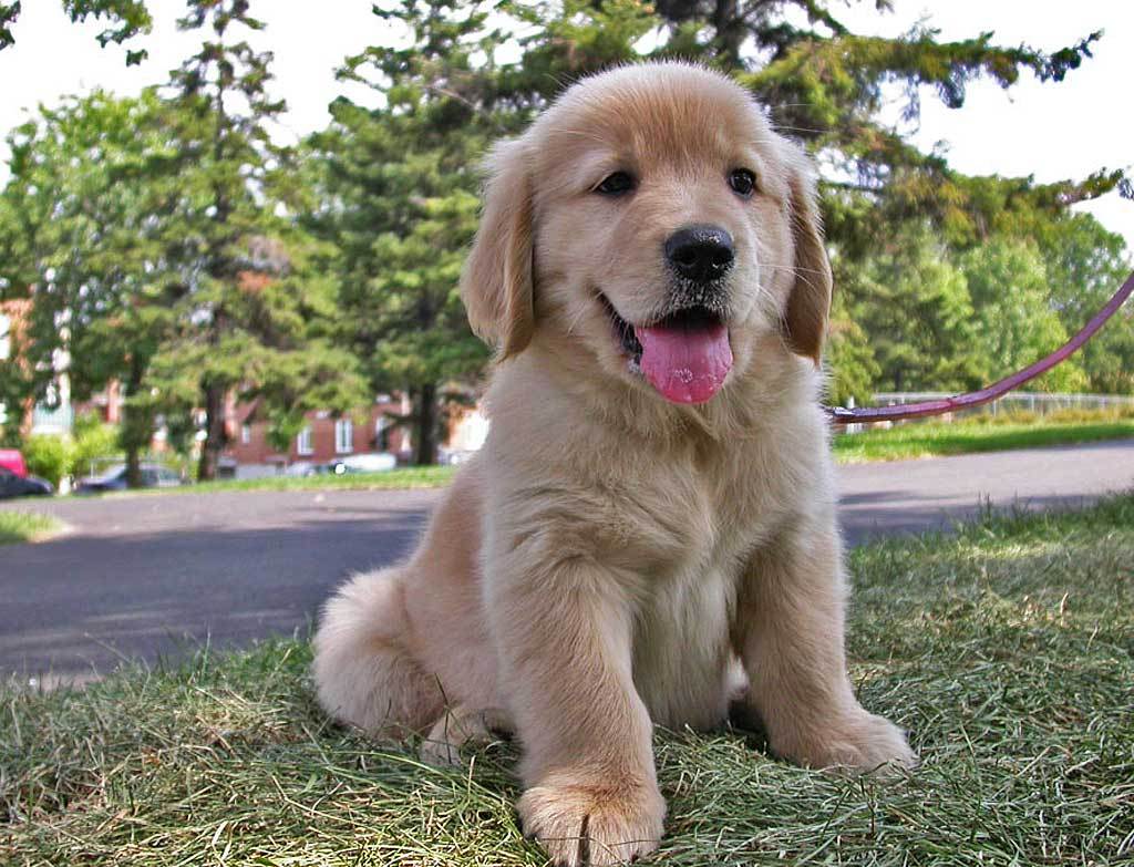 liveyoupet's tweet photo. What should know every owner of a dog https://t.co/mjvhIgd6NA https://t.co/Uc97E63EQF
