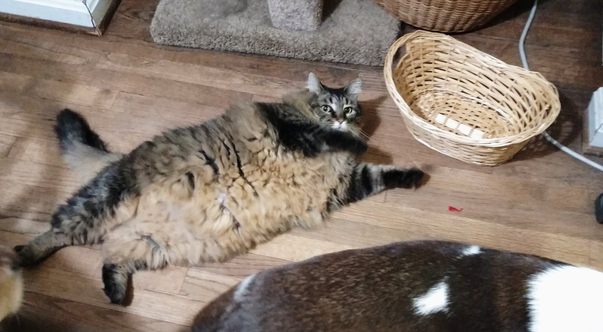 CiscoKitty1's tweet photo. Wanna see a pretty cool trick ? https://t.co/QLxmHQpdN7