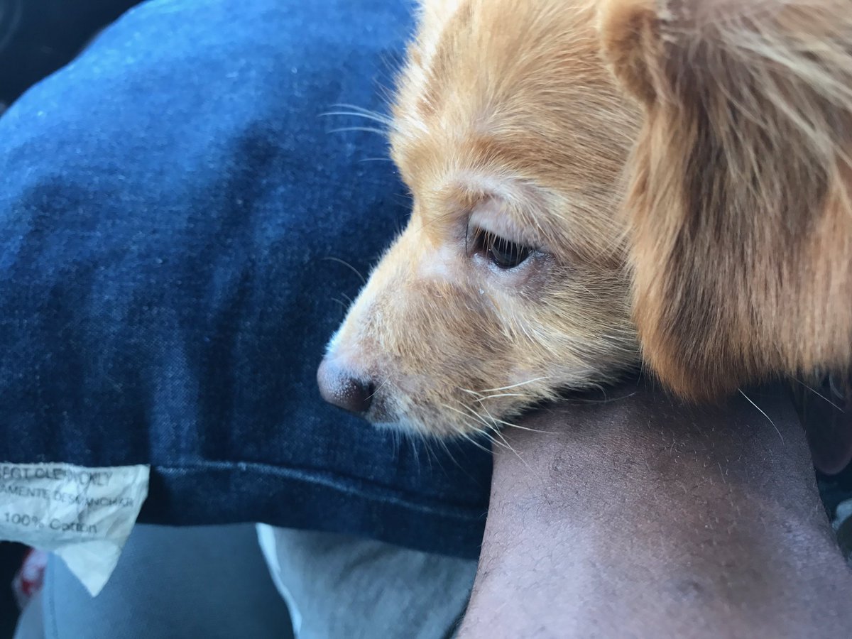 Lucky7DogRescue's tweet photo. Grateful for our amazing volunteers and partner organizations! Welcoming over 20 dogs into WI rescue! #transportweekend 🐶🐶🐶 https://t.co/OQ6qCl3pQC