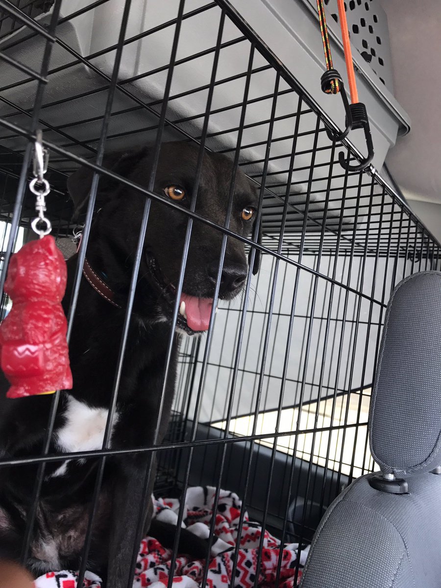 Lucky7DogRescue's tweet photo. Grateful for our amazing volunteers and partner organizations! Welcoming over 20 dogs into WI rescue! #transportweekend 🐶🐶🐶 https://t.co/OQ6qCl3pQC