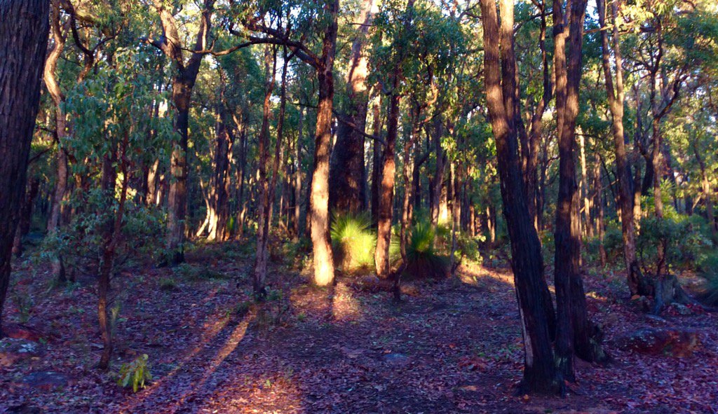 jarrahdale1's tweet photo. #suncomesup #wetmorning #jarrah #forest #trees #woods #jarrahdale #colinhughabbott #sunlight #breaksthrough #earlyam https://t.co/snzmcjvYxv