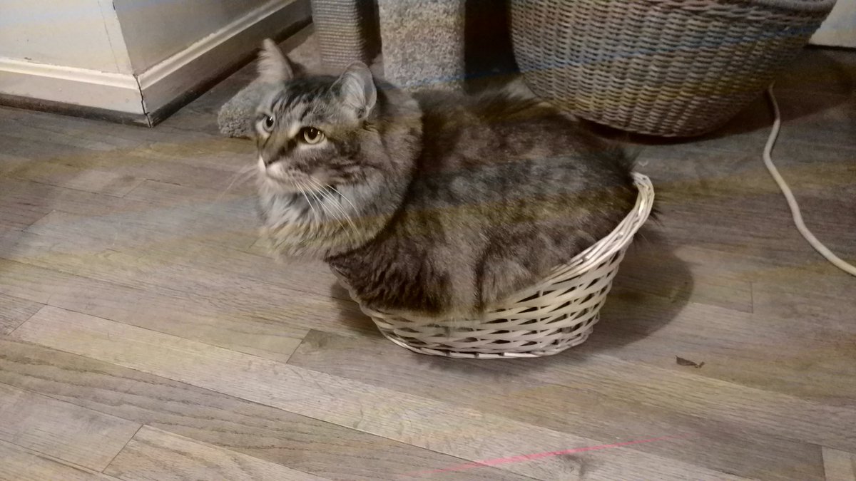 CiscoKitty1's tweet photo. Ta-daah !!!       #fatasscat https://t.co/OAY2QIWjU1
